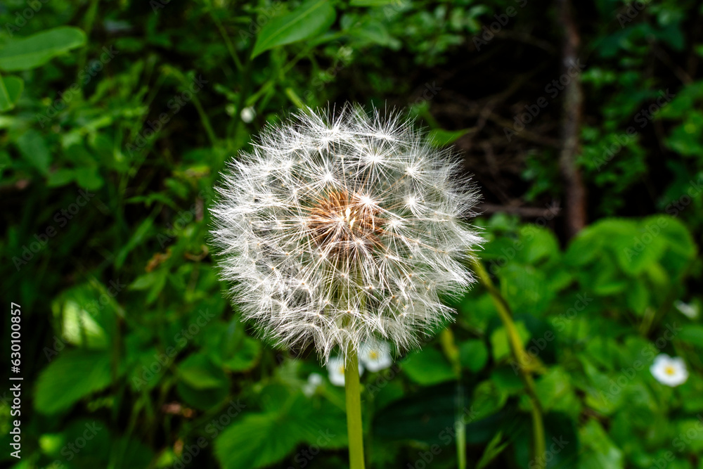 2023 04 29 Orgiano Taraxacum erythrospermum 2023 04 29 Orgiano Taraxacum erythrospermum