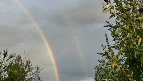 Double colorful rainbow against rainy sky and branches trees and twigs with flowers of Summer lilac, Butterfly-bush, Buddleja davidii during the turn of summer and autumn on windy weather - real time.