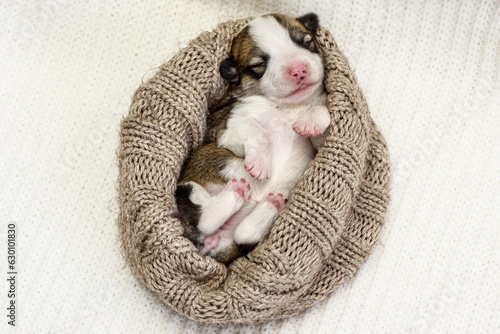 Sweet tiny Pembroke Welsh Corgi puppy sleeps in knittled brown nest on soft beige blanket put on comfortable bed at home. Adorable blind doggy lies in bedroom close view