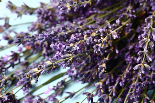 Branches of beautiful lavender flowers on blue background  closeup