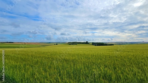 wheat field and sky