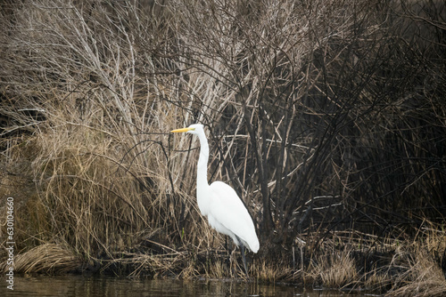 Great White Egret in Reeds
