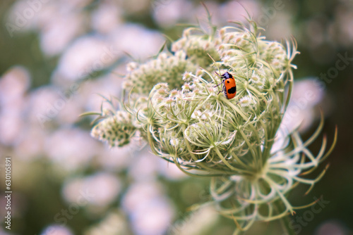 A red beetle with a black dot sits on an inflorescence of a wild carrot. Close-up