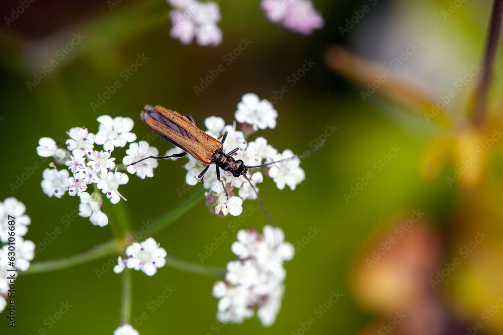 Bug of the species Oedemera femorata Bug of the species Oedemera femorata