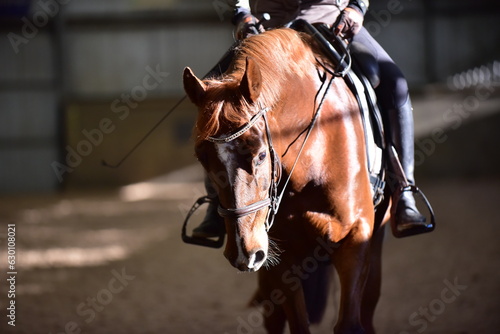 Horse head low key dramatic bridled portrait in sunlight riding in indoor school