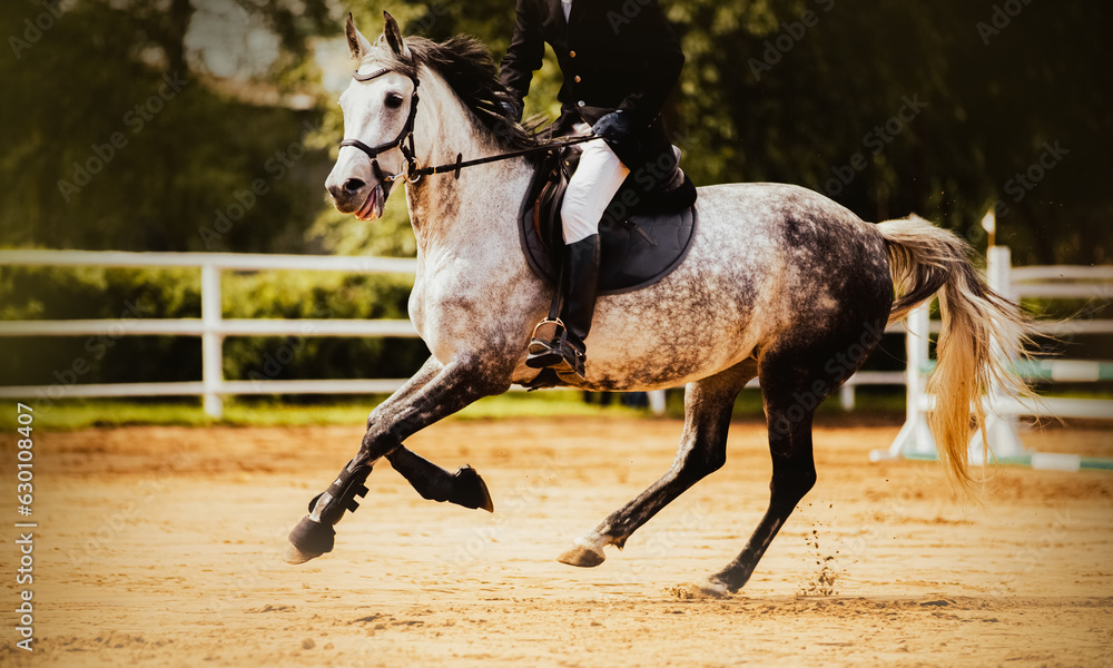 A beautiful dappled gray horse with a rider in the saddle gallops elegantly through the arena on a summer day. Equestrian sports and horse riding. Equestrian life. A beautiful dappled gray horse with a rider in the saddle gallops elegantly through the arena on a summer day. Equestrian sports and horse riding. Equestrian life.