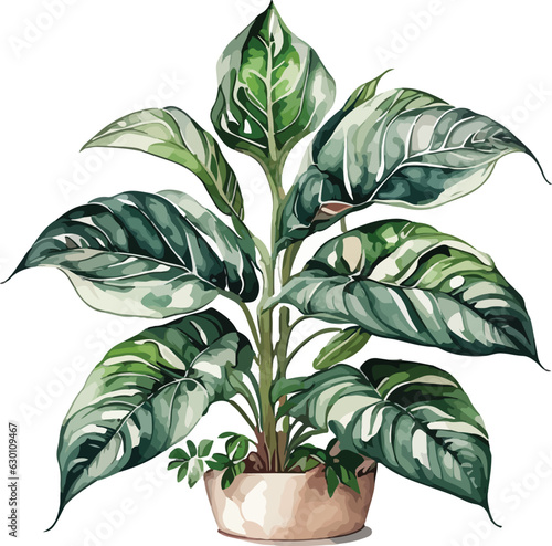 aglaonema aglaonema watercolor clipart 