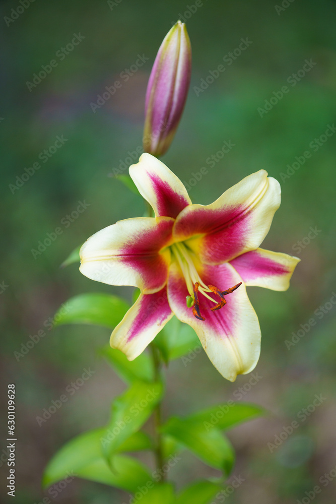 Lily yellow red flower, beautiful flower close-up, lily flower on background.