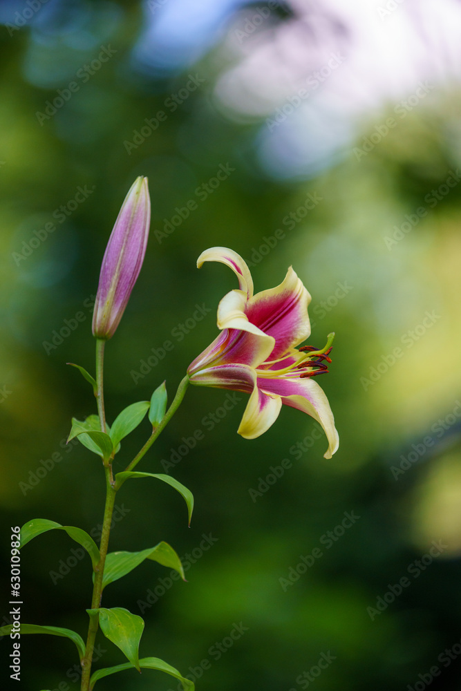 Fototapeta premium Lily yellow red flower, beautiful flower close-up, lily flower on background.