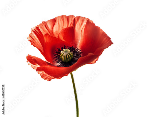 Beautiful red poppy flower in bloom isolated on white background, AI generated © Tilra