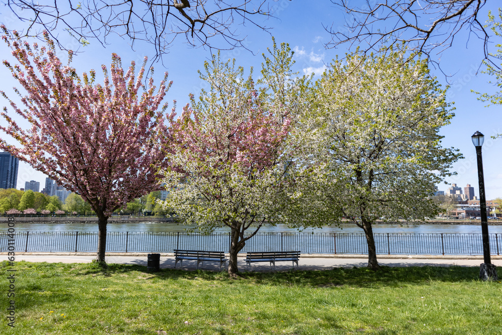 Beautiful Flowering Trees and Benches during Spring at Rainey Park along the East River in Astoria Queens New York