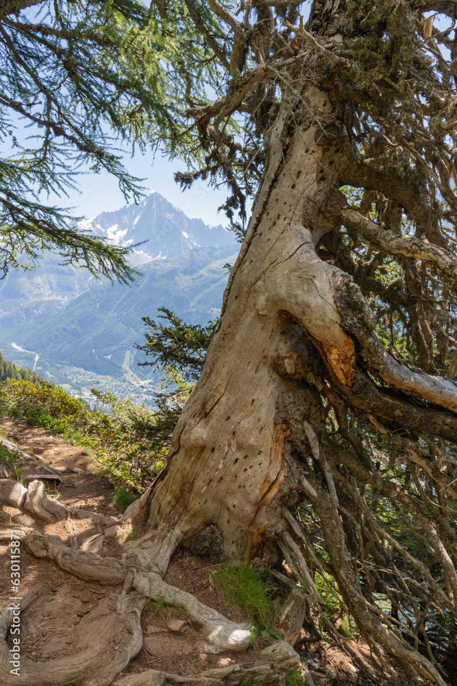 The of Aiguilles Verte and old larch tree - Trekking Mont Blanc - Chamonix.