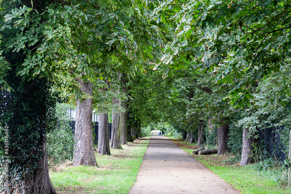 Fototapeta premium Callejón con dos filas de tilos, en un parque