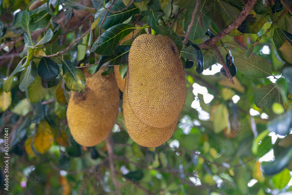 Jackfruit scientific name Artocarpus heterophyllus, Jackfruit hanging