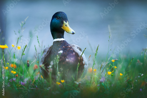 Beautiful wild duck among flowers or grass, close-up photo
 photo