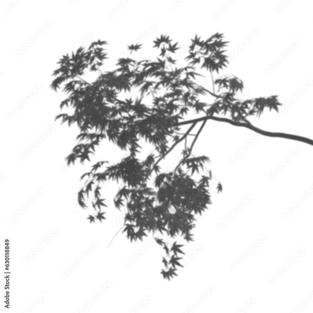 Fototapeta Transparent shadows from a maple tree branch are isolated from the background. 3d render