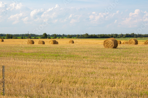 In a compressed wheat field, round bales of straw lie in various places. A forest grows behind the field. The weather is sunny, the sky is blue.
