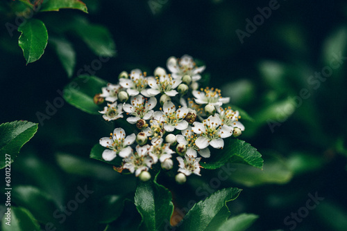 Pyracantha koidzumii commonly known as Formosa firethorn photo