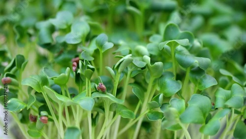 Coriander micro greens with seeds and leaveas close up photo