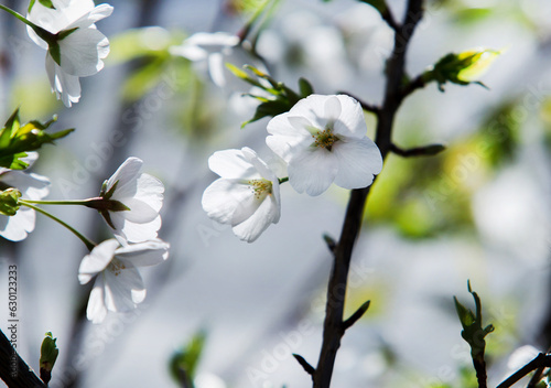 Idyllic cherry blossom in Tokyo  on the street of Sumida or Bunkyo