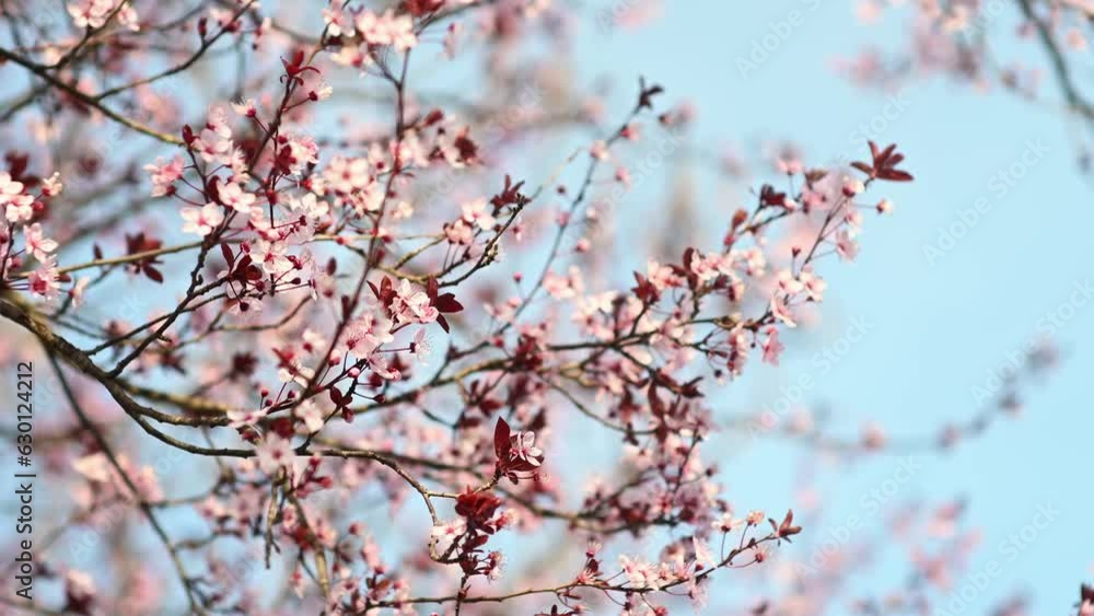 Vertical video of branches of cherry blossoms sway in a light breeze. Cherry blossom season. White and pink flowers and red leaves on a sakura spring tree against a blue sky. Beauty of nature Vertical video of branches of cherry blossoms sway in a light breeze. Cherry blossom season. White and pink flowers and red leaves on a sakura spring tree against a blue sky. Beauty of nature