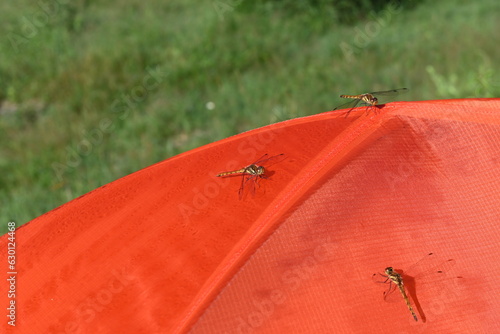 Wallpaper Mural テントにとまるトンボ Torontodigital.ca