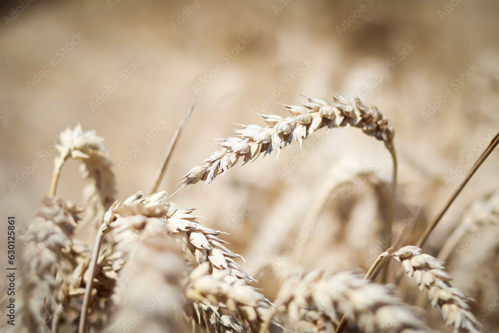 Fototapeta premium ears of wheat