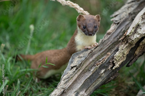 Fototapeta Naklejka Na Ścianę i Meble -  Stoat on log in long grass