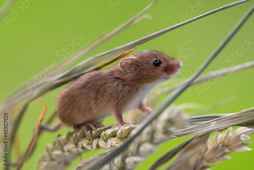 harvest mouse on wheat plant