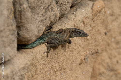 Madeiran wall lizard climbing along stone wall