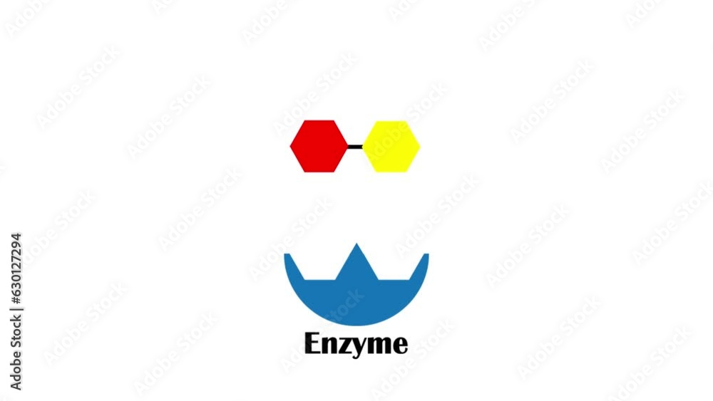 Mechanism of Enzyme Activity. Lock and key mechanism of enzyme