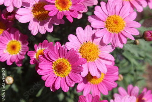 BRIGHT PINK SPRING FLOWERS