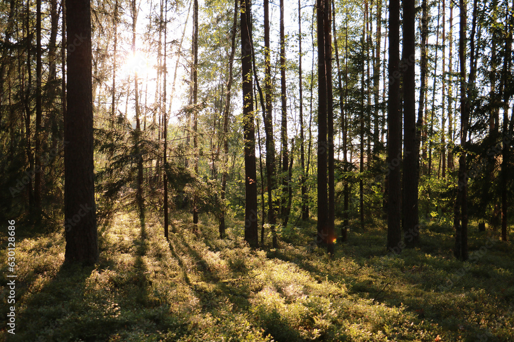 Obraz premium morning in the forest