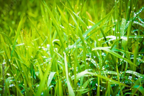 FILTERED PHOTO-Long Green Grass with Dew Droplets - Nursery, Arborist, Landscaping, Lawncare, Mowing Business, Mow, Border, Background, Backdrop, Flier, Poster, Ad, Invitation, Social Media Post or Ad photo