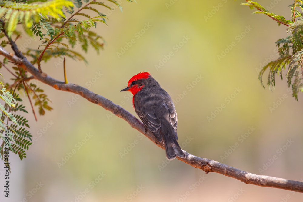 Small red bird known as Small red bird known as