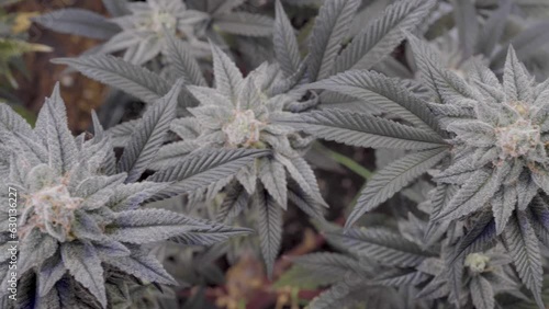 Indoor cannabis plantation in bloom. Macro photography of sativa and indica cannabis plant flowers.