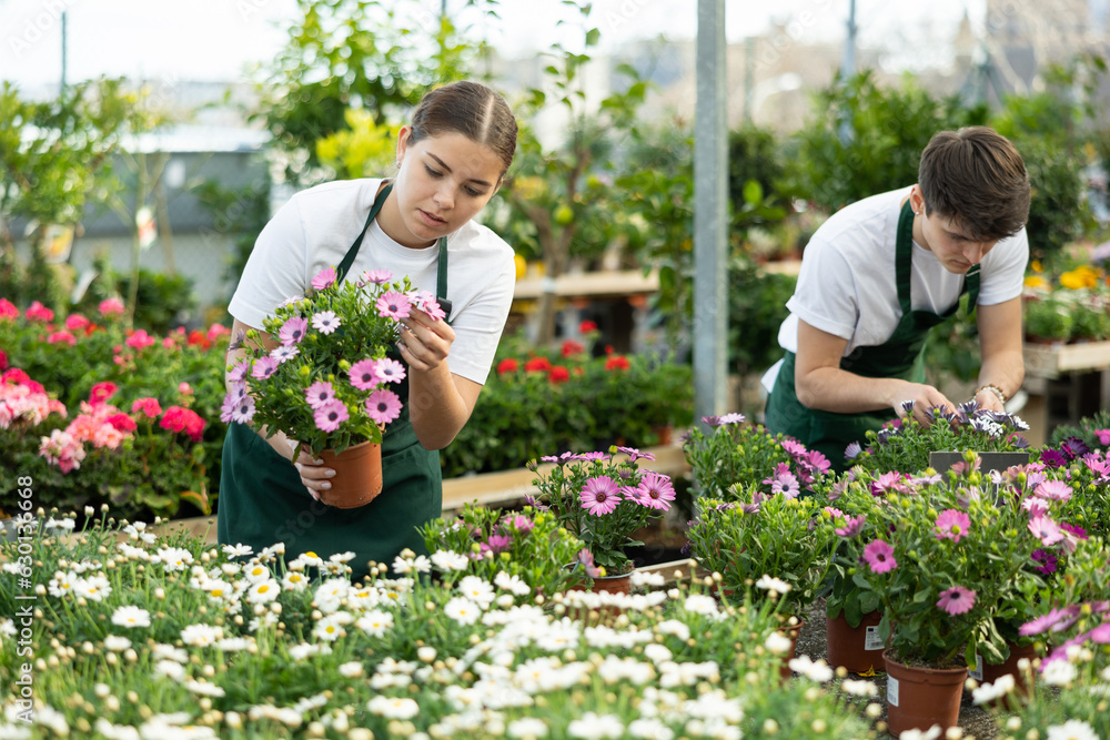Skilled female and male botanists taking care of potted Osteospermum Ecklonis and Argyranthemum Frutescens in greenhouse