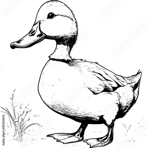 duck on a white background