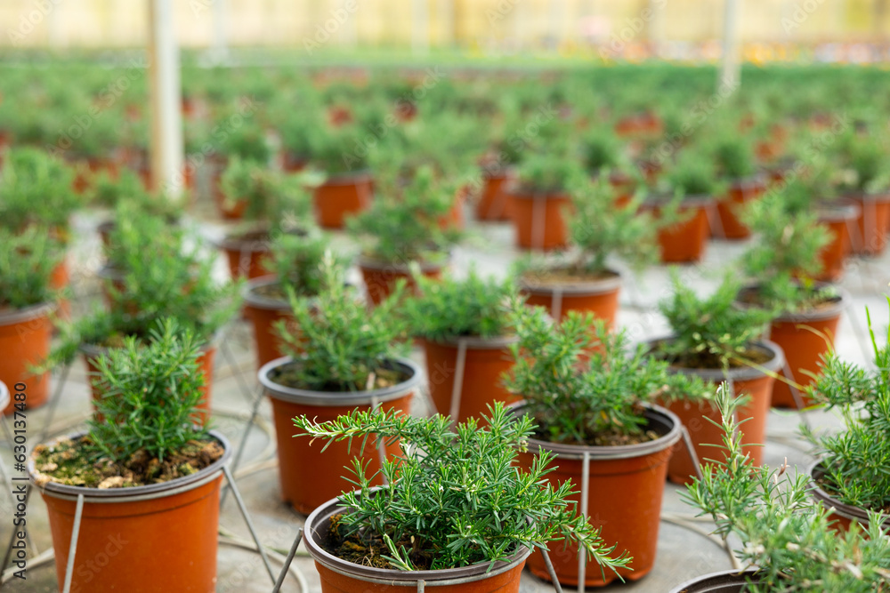 Rows of rosemary growing in pots in a greenhouse
