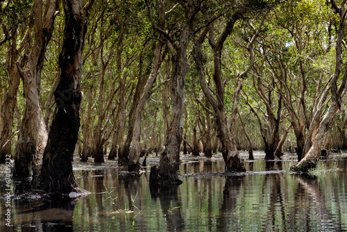 natural mangrove forest in wetland swamp of rayong province eastern thailand photo