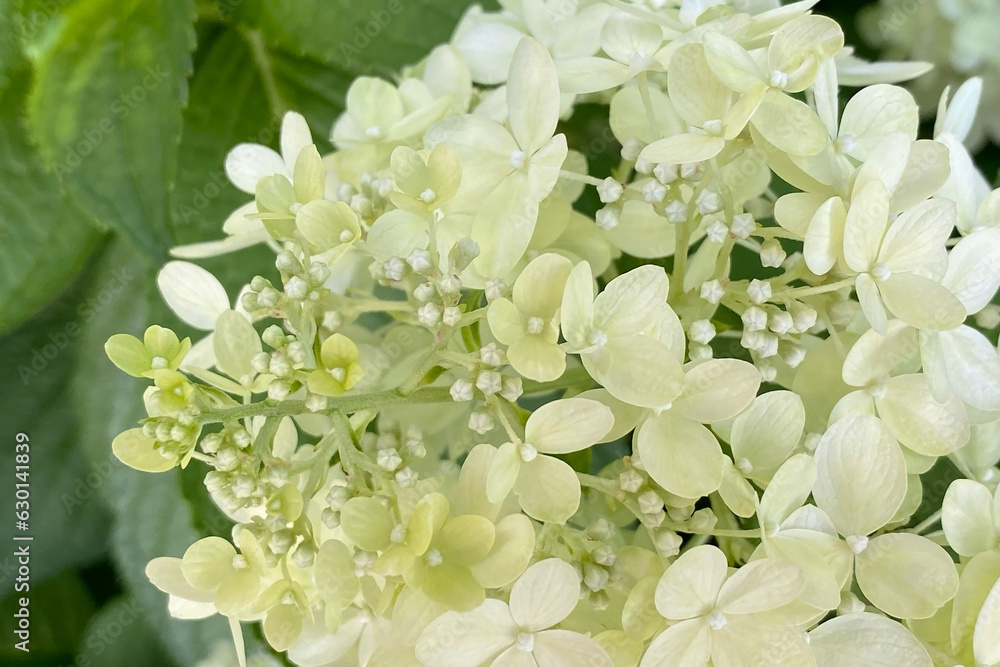 A beautiful backdrop of small white flowers creates an enchanting and delightful scene, perfect for adding a touch of natural beauty to your designs, presentations, or projects A beautiful backdrop of small white flowers creates an enchanting and delightful scene, perfect for adding a touch of natural beauty to your designs, presentations, or projects