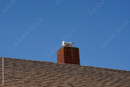 Photography Seagull nesting on the chimney of a building at the Pigeon Point Lighthouse station, California