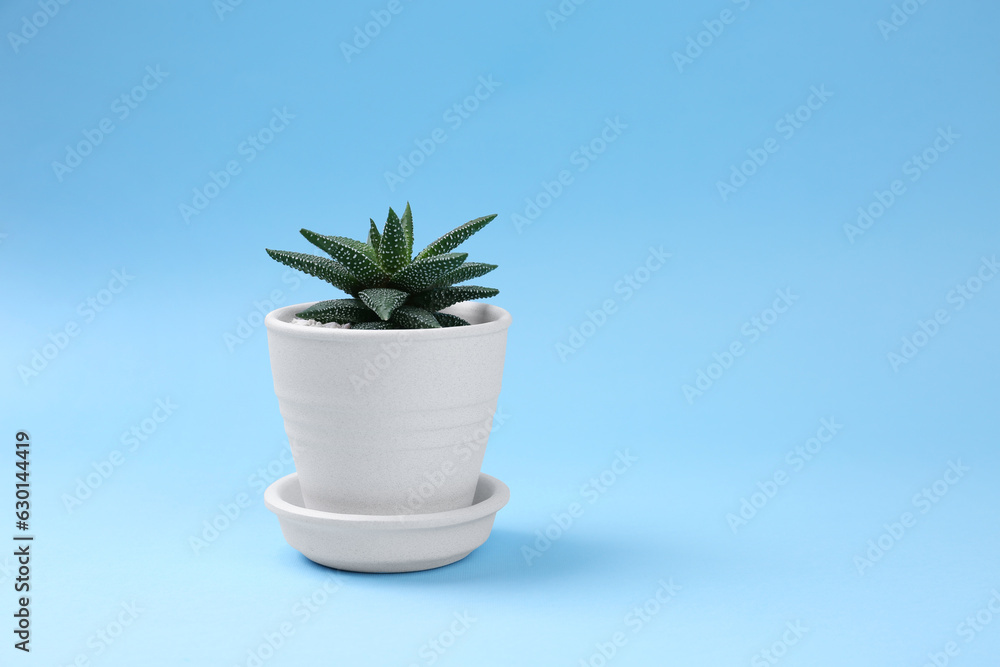 Beautiful succulent plant in pot on light blue background, space for text