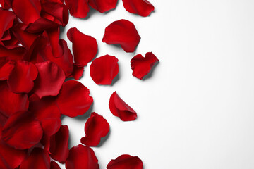 Beautiful red rose petals on white background, top view