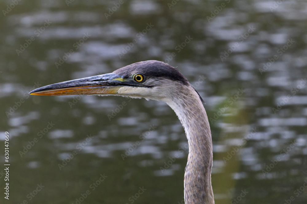 Great Blue Heron