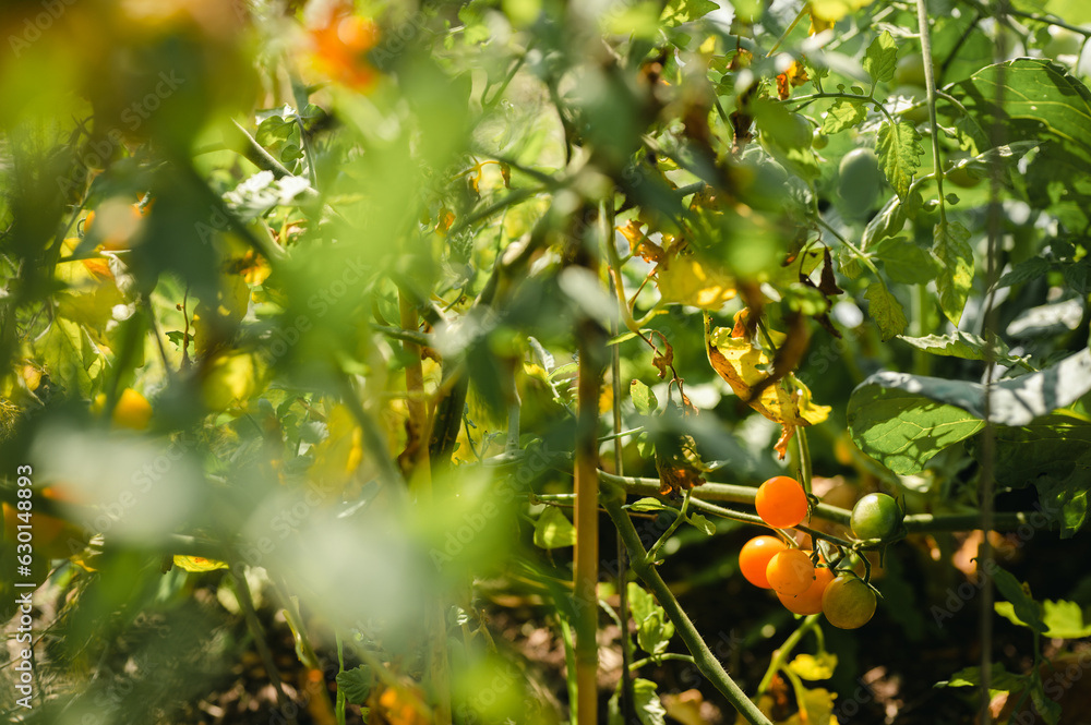 Cherry tomatoes ripening on vine in a garden in the summer Cherry tomatoes ripening on vine in a garden in the summer