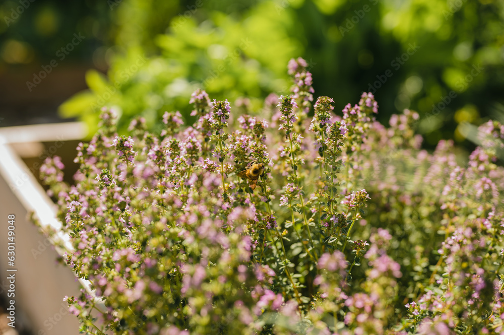 Obraz premium Honey bee gathering pollen from flowering thyme herb plant (thymus serpyllum)