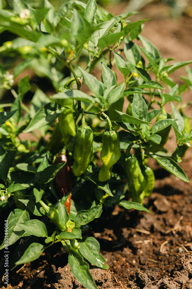 Fresh shishito chili peppers on plant in vegetable garden
