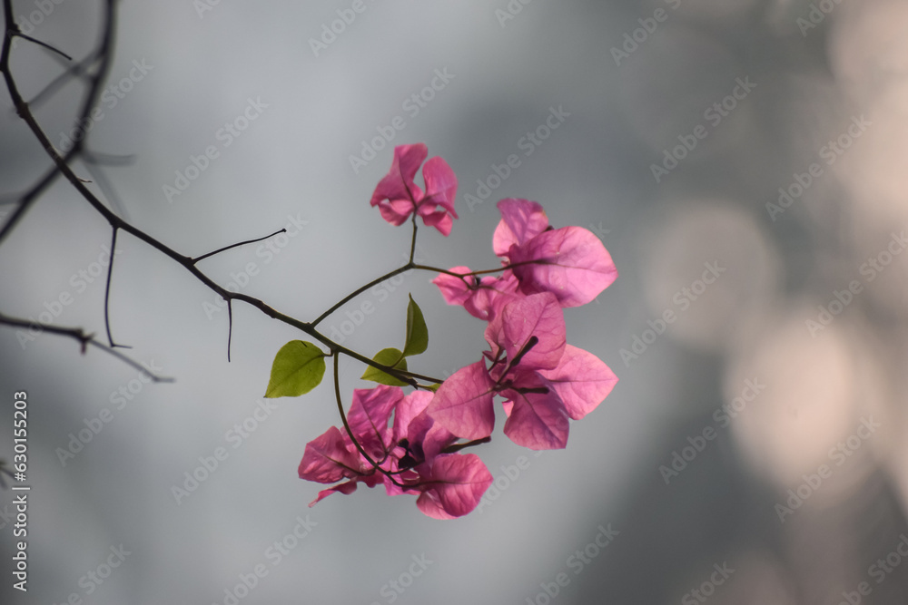 Bougainvillea spectabilis is a species of flowering plant.It is also known as great bougainvillea.