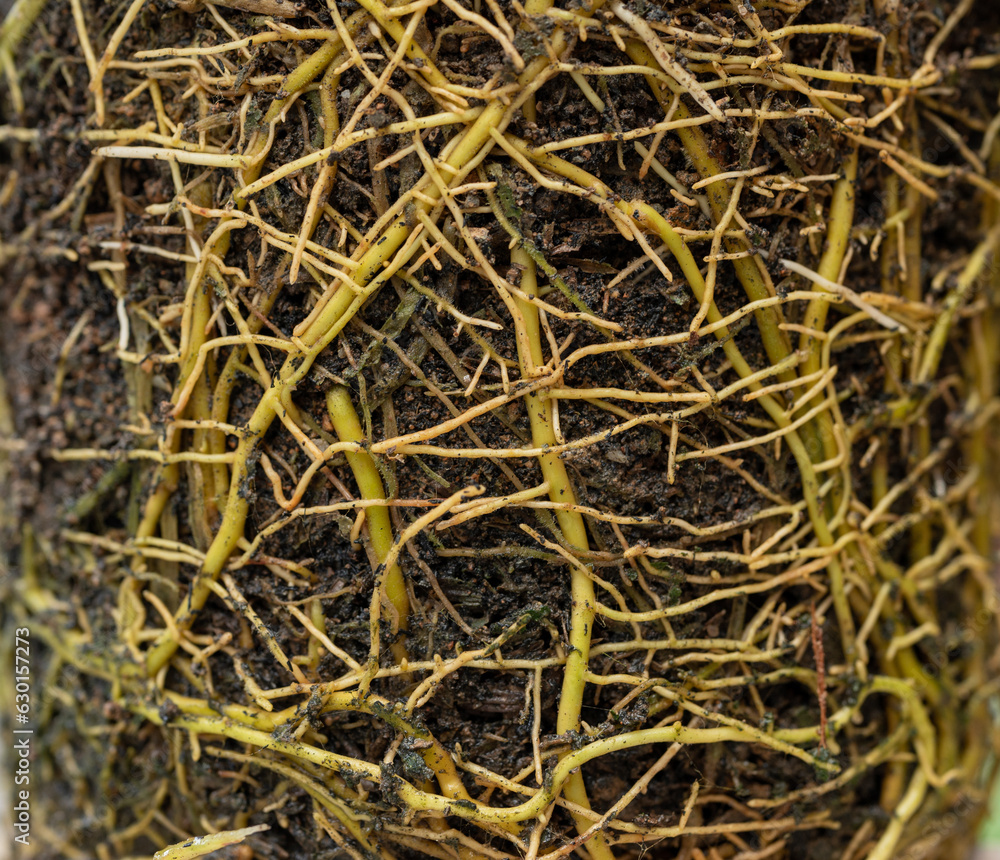 Plant roots bound after taking of the pot. As plants grown in containers mature, their developing roots eventually will run out of space. Plant roots bound after taking of the pot. As plants grown in containers mature, their developing roots eventually will run out of space.
